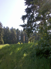 [Acupuncture Needle in Mt. Tabor Park]