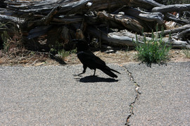[Bird, Mesa Arch Trailhead]