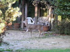 [Deer at Greg's Grandfather's House]