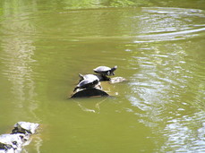 [Turtles in Stow Lake]