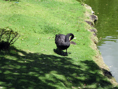 [A Black Swan!]