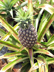 [Pineapple!]
