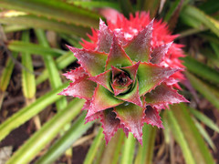 [Flower on a Red Pineapple]