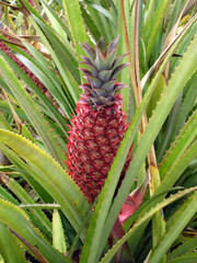 [Red Pineapple!!]