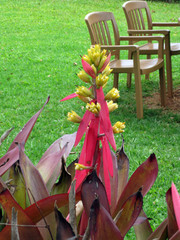[Strange Red and Yellow Tropical Plant]