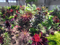 [Exotic Colorful Plants!]