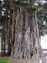 [Stringy Banyan Trees in Waikiki]