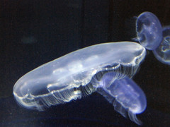 [Jellyfish]