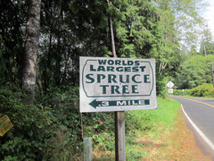 [World's Largest Spruce, Lake Quinault]