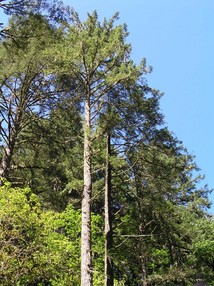 [Tall Tree]