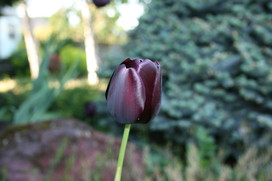 [Purple Tulips at My House]