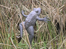 [Frog Statue, Water Garden]