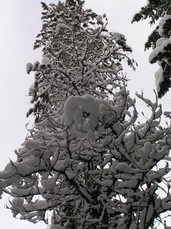 [Gnarled Snowy Branches]