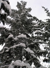 [Snowflake Tree]