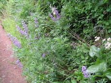 [Purple Wildflowers]
