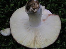 [Giant Mushroom, Detail]