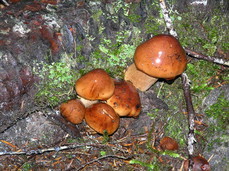 [Cluster of Reddish-Brown Mushrooms]