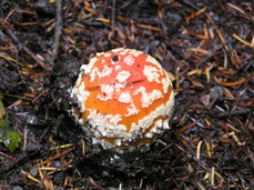 [Red Mushroom with White Stuff Encroaching (young A. Muscaria)]