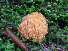 [Coral Mushroom]