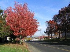 [Red and Orange Trees, NW 173rd Avenue]