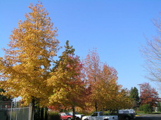 [Yellow Trees at Work]