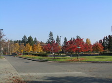 [More Red Trees, SW 152nd Ave]