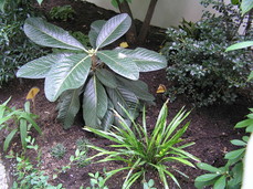 [Funny Plant with Big Leaves]