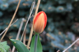 [Tulips]
