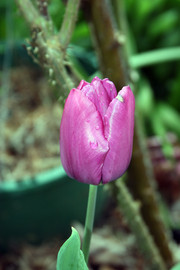 [Pink Tulip]