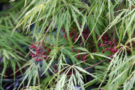 [Flowers on the Japanese Maple]