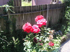 [Roses in the Backyard]