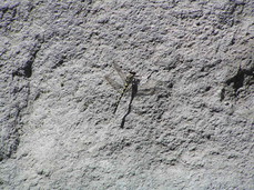 [Dragonfly on a Rock]