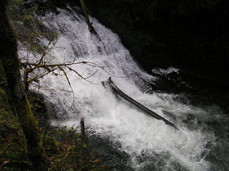 [Drake Falls. Note the smooth tree trunk.]