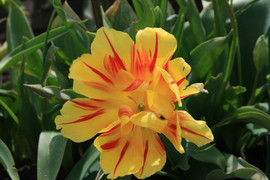 [Wild Red and Yellow Tulips!]