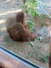 [Orangutan That Throws Stuff at Onlookers]