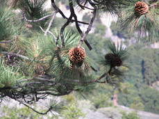 [Pine cones]